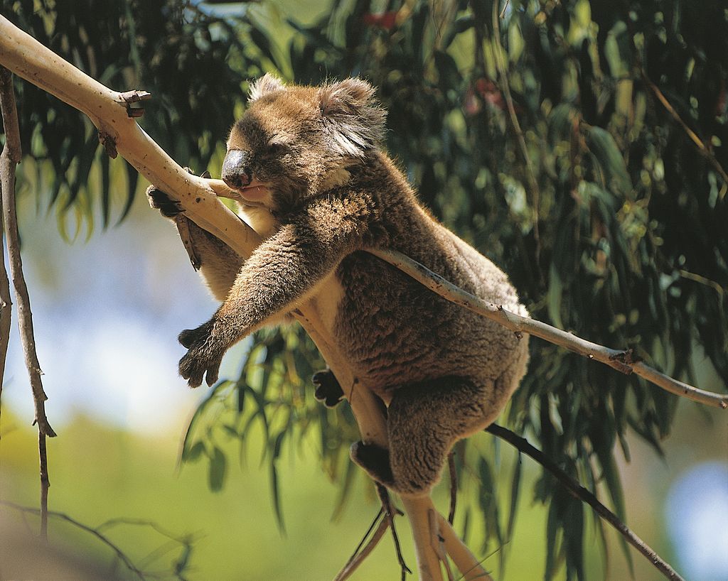 UNSPECIFIED - OCTOBER 28:  Australia, Kangaroo Island, Flinders Chase National Park, Koala (Phascolarctos cinereus)  (Photo by DEA / P. JACCOD/De Agostini via Getty Images)